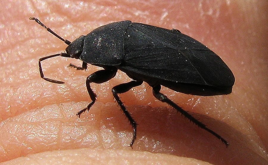 Lygaeidae: Aellopus atratus di Istanbul